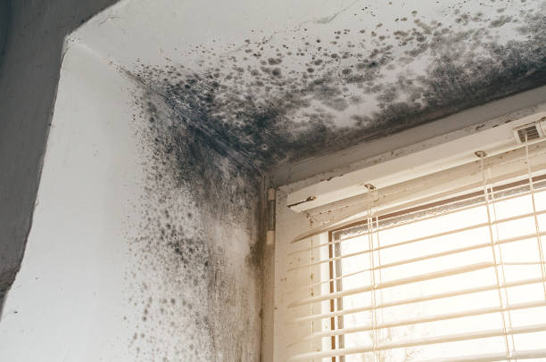 Affordable Mold Removal solutions in Mound, MN